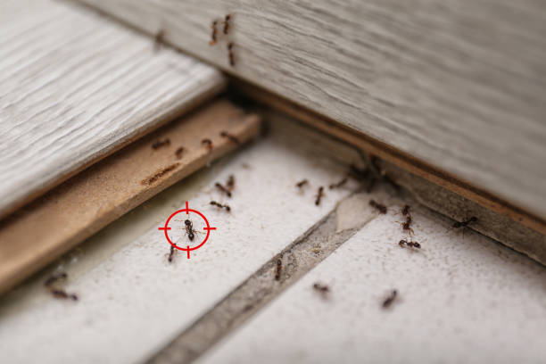 Best Affordable Pest Control Services  in Fort Washington, MD